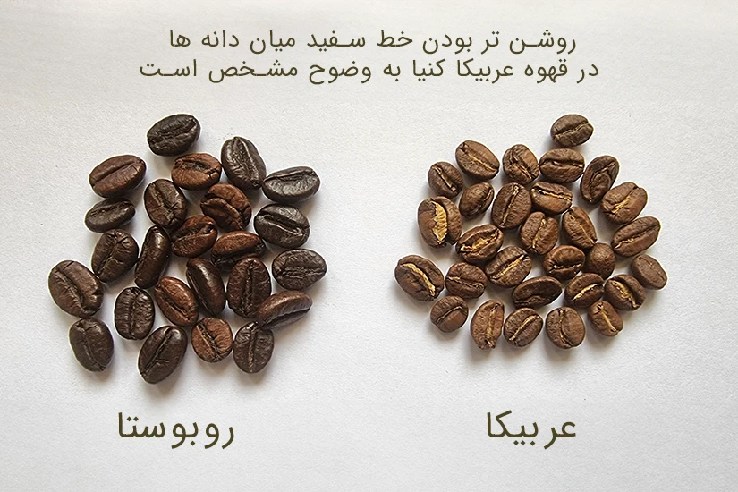 دانه های قهوه عربیکا و روبوستا