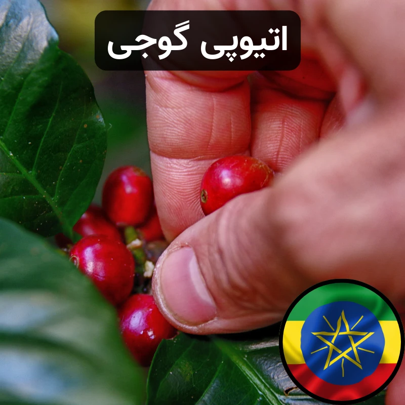 قهوه اتیوپی گوجی