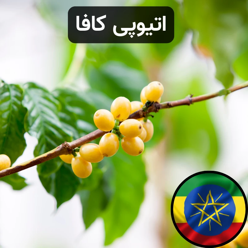 قهوه اتیوپی کافا