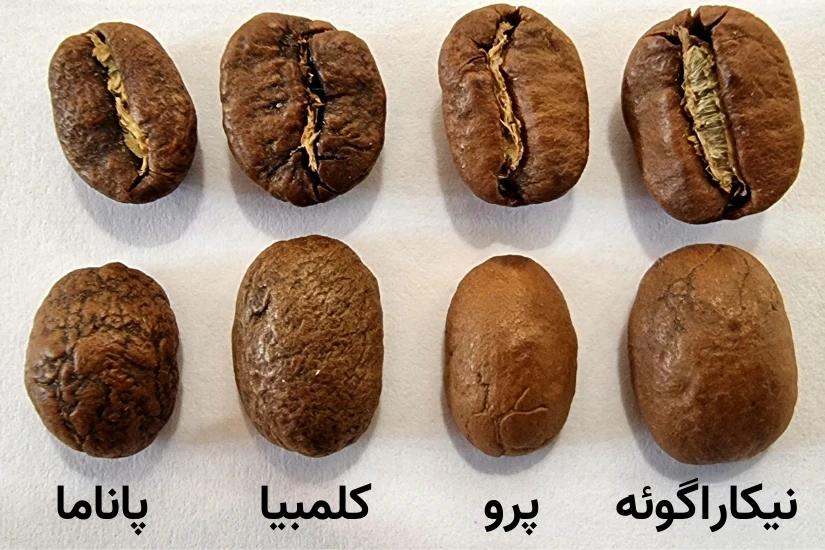 مقایسه ظاهر دان قهوه پاناما (رناسیمنتو)، کلمبیا سوپریمو، پرو و نیکاراگوئه