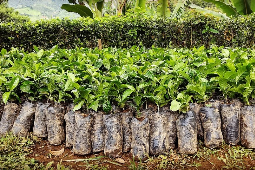 نهال های آماده به کشت قهوه عربیکا در مزرعه ای در کلمبیا