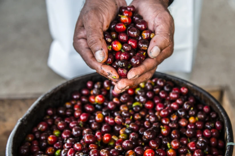 میوه قهوه رسیده عربیکا کلمبیا قبل از پوست کنی