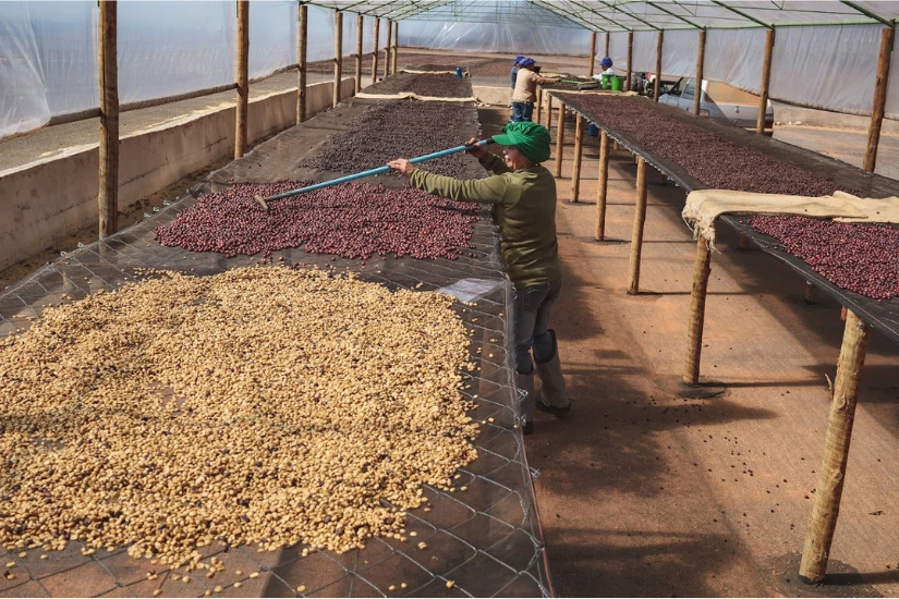 فرایند پوست کنی گیلاس قهوه به روش خشک در برزیل